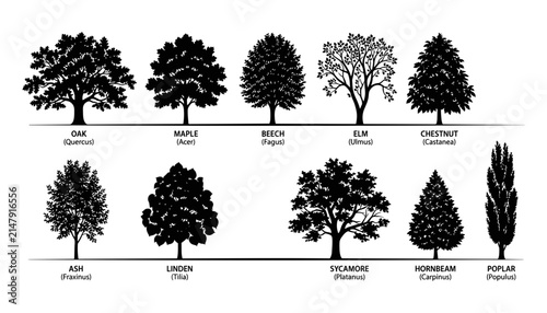 Canvas Print Trees Silhouettes Featuring Various Species Like Oak, Maple, and Elm with Their Scientific Names Displayed Below