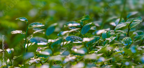 Принти на полотні closeup bush branches in the forest