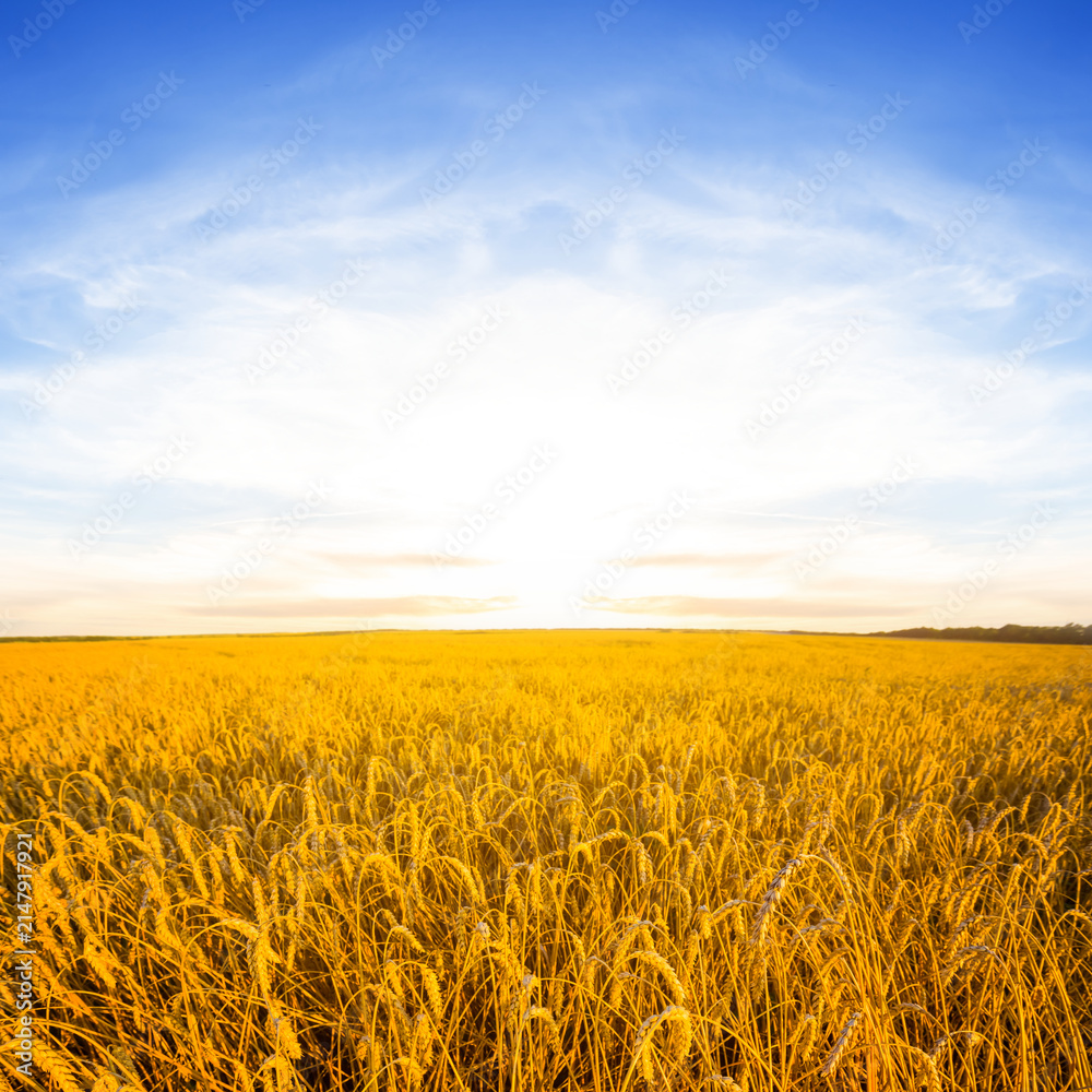 Fototapeta premium wide wheat field at the sunset