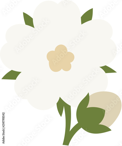 cotton design