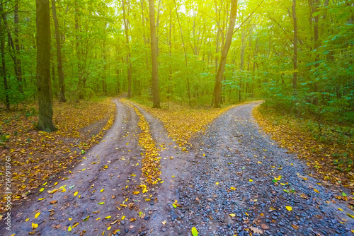 ground road covered by the red dry leaves among the forest