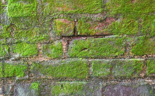 Fotografie Macro close up of green moss growing on old red brick wall, damp natural wall texture and background