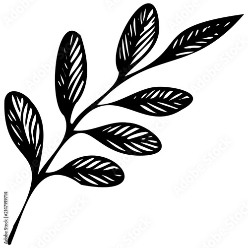 Hand drawn leaf branch illustration. Minimalist botanical sketch for design projects.