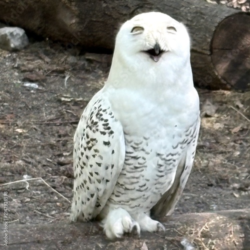 Fotografie Snowy owl with open beak looking at the camera in the zoo.