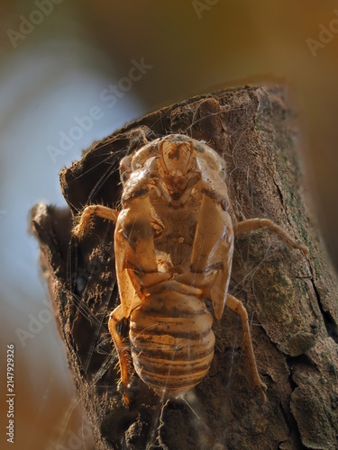 Cuadro en lienzo The shell of a Chinese cicada