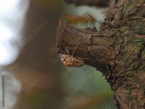 Obraz na plátne The shell of a Chinese cicada
