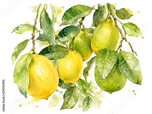 Hand-painted watercolor illustration of fresh yellow and green lemons hanging from leafy branches. Bright botanical artwork isolated on a white background with a soft, natural look.