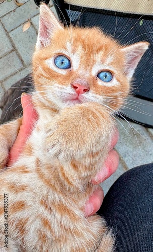 Close up portrait of an adorable white kitten with bright blue eyes.