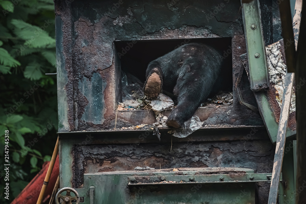 Obraz premium Sun bear climbing into rusty, dirty waste incinerator, rummaging through local household rubbish, trash scavenging behaviour spotted in tropical village Thailand, human wildlife food adaptation