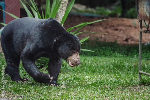 Foto Wild sun bear slowly crossing grass yard near tropical plants and open house doo