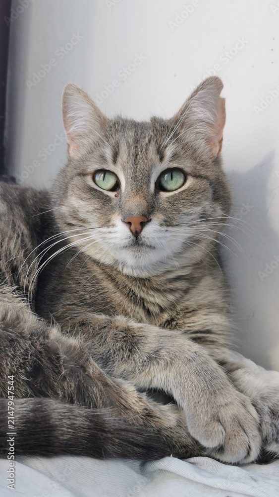 Naklejka premium Beautiful Gray Cat Resting And Gazing Thoughtfully From A Sunlit Window.