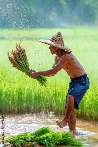Asian farmer shaking dirt off rice seedlings preparing for planting in green paddy field, Thailand.