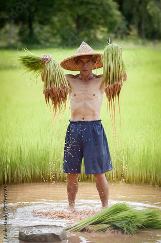Asian farmer shaking dirt off rice seedlings preparing for planting in green paddy field, Thailand.
