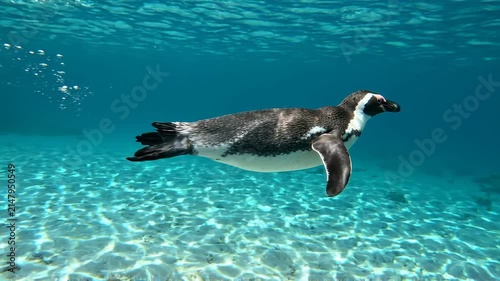 African Penguin Diving Underwater in Crystal Clear Blue Ocean with Sunny Sandy Bottom