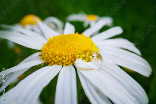 Konstfotografi Closeup white daisy flower with bright yellow center and water droplet for natur