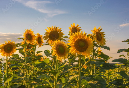 Sunflower field with bright yellow sunflowers