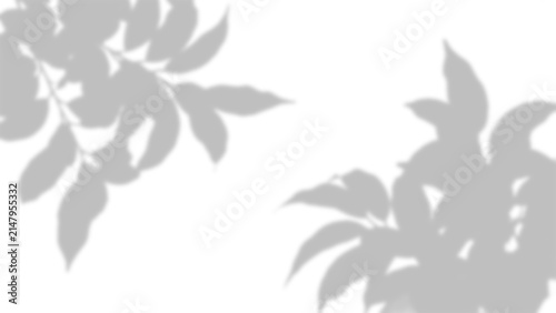 Leaf shadows with delicate foliage a subtle overlay effect on transparent background leaves foliage shadow light shade silhouette