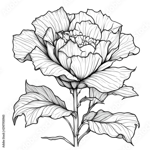vector illustration of a rose