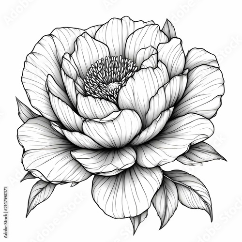 hand drawn vector illustration