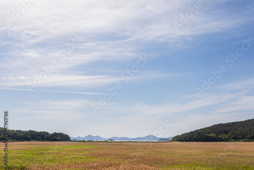 Summer Reed Field and Coastal Grassland Beneath Blue Sky