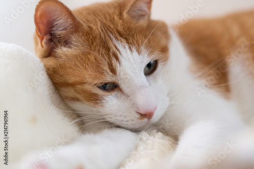 寝転がってくつろぐ可愛い猫　茶トラ白	