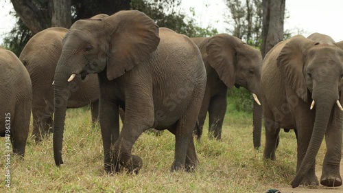 An older African elephant calf pushes another smaller calf while walking, Kruger National Park, South Africa.