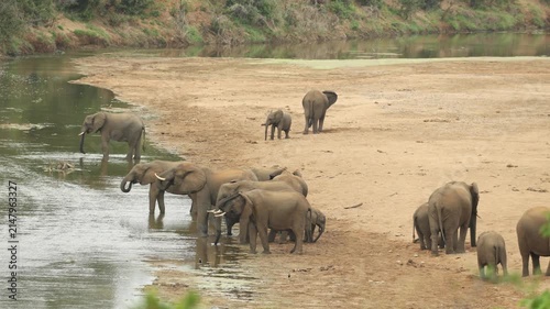 A large herd of African elephants standing in the sand while drinking in a riverbed during the day in Kruger National Park, South Africa.