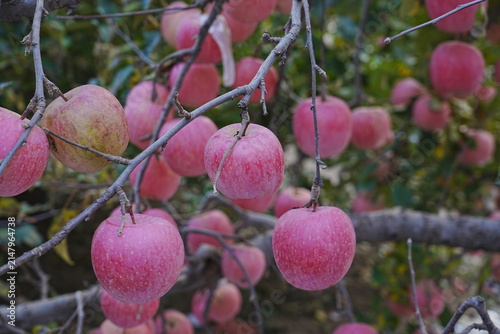 Fotografie Close up of a red apple