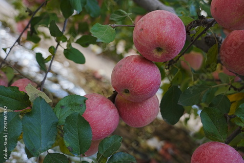 Fotografie Close up of a red apple
