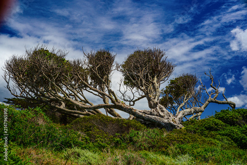  tree and clouds