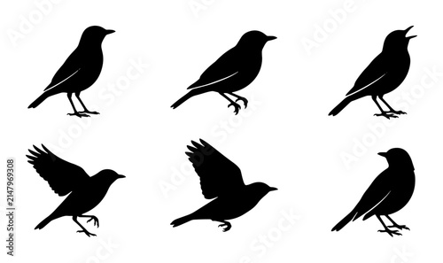 Bird Silhouettes Collection: Six Diverse Poses, Vector Art for Nature Graphics & Design