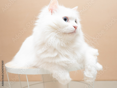 Fotografie a blue eyed white turkish angora cat in close up laying down and posing