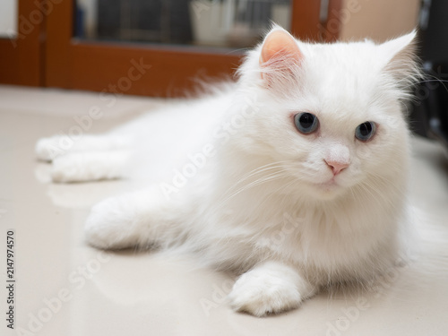 Obraz na plátně a blue eyed white turkish angora cat in close up laying down and posing