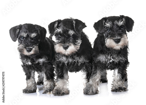 Fotografie puppies miniature schnauzer