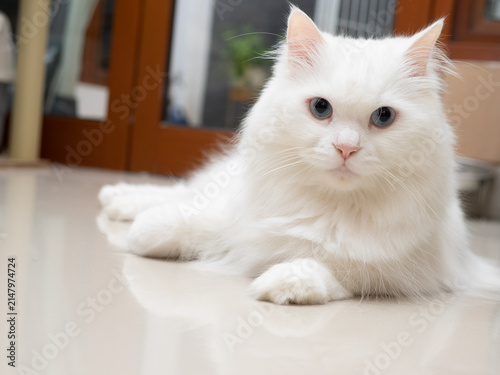 Obraz na plátně a blue eyed white turkish angora cat in close up laying down and posing