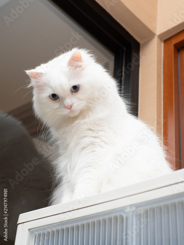 Obraz na plátně a blue eyed white turkish angora cat in close up standing