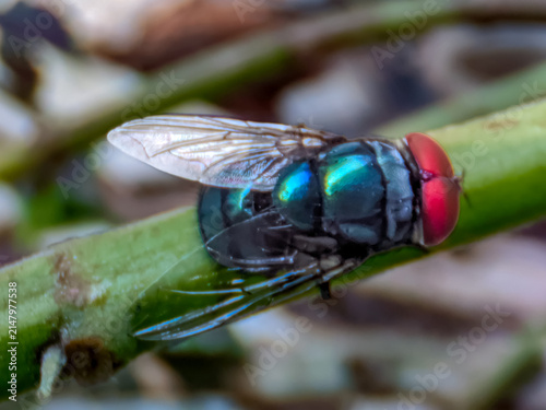 Bild auf Leinwand Top view macro photography of an Oriental latrine fly (Chrysomya megacephala) resting diagonally on a green plant stem