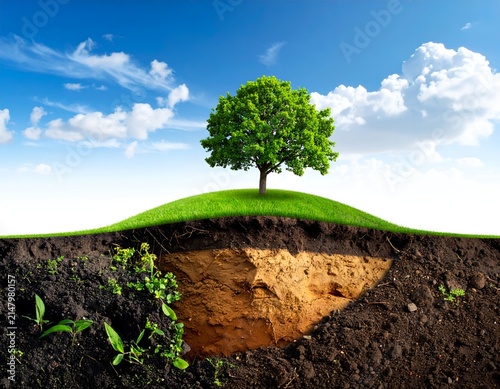 A cross-section shows an oak tree atop soil layers, under a blue sky