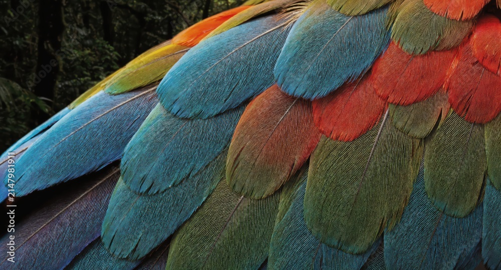 Obraz premium Close up colorful parrot wing feathers detailed texture tropical bird plumage vibrant pattern macro nature study exotic wildlife