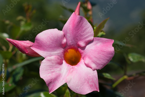 fiore sbocciato da giardino