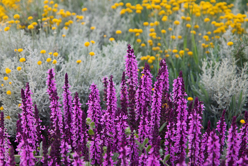 a field of wild plants and flowers of different colors in nature.
