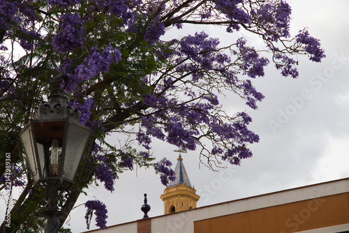 A jacaranda tree in bloom in a park in Seville, with the tower of a Catholic church in the background.