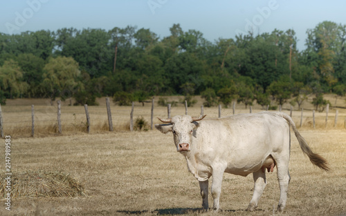 фотографія vache envahi par les moustiques sous le soleil d'été dans le parc