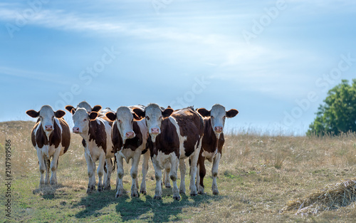 vaches sous ciel bleu prairie asséchés