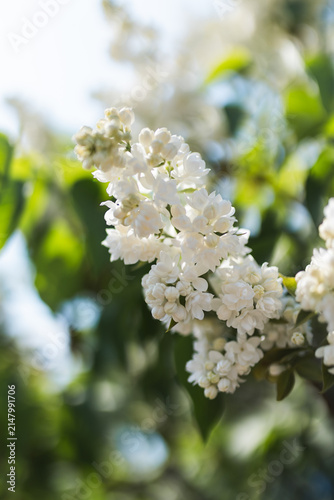 Konstfotografi Sunlit lush clusters of white lilac blossoms blooming on branches in garden