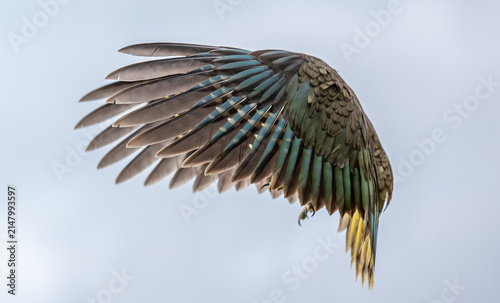 Kea, Nestor notabilis, Nahaufnahme ausgebreiteter Fluegel im Flug, Gegenlicht, Suedinsel, Neuseeland, tuerkis-gruenes Gefieder mit gelber Schwanzspitze vor hellblauem Himmel