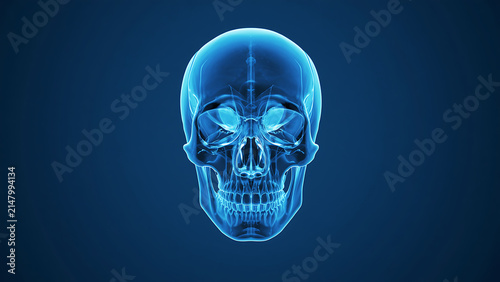 Transparent Blue Human Skull Hologram on Dark Background, Medical Science, Anatomy, Sci-Fi Concept
