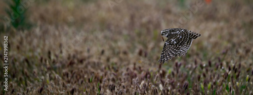 A diurnal little owl (Athene noctua) in flight with a beetle larva in its beak - Extremadura, Spain // tagaktiver Steinkauz mit Käferlarve im Schnabel