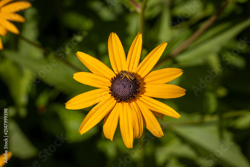 Bild auf Leinwand Rudbeckia Hirta - Bee Pollinating Black Eyed Susan Flower Close Up