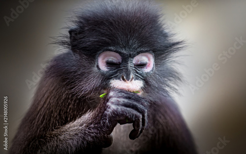 Sticker Dusky leaf monkey peacefully eating green leaf